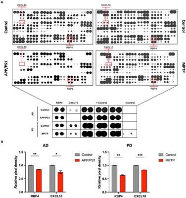 Advancing the early detection of canine cognitive dysfunction syndrome with machine learning-enhanced blood-based biomarkers